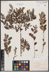 Foto von Salix aurita L. x Salix repens L.